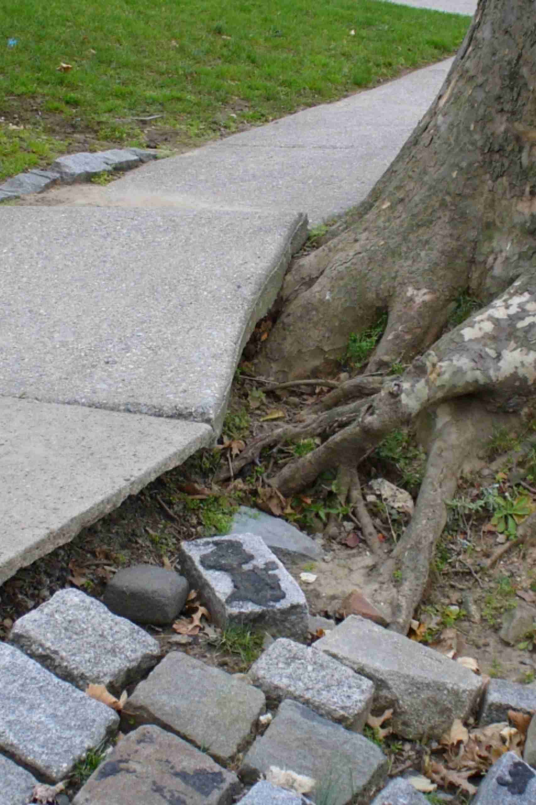 Tree Root Sidewalk Damage Repair